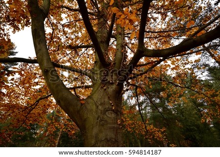 Autumnal impressions in November 2015 from Berlin, Germany