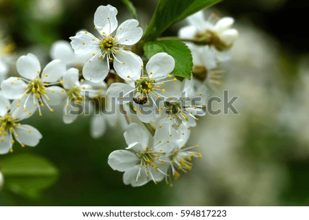Flowers on the cherry growing in a spring garden. 