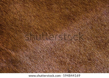 Fur skins of horses