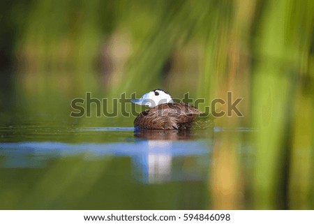Swimming duck. Colorful nature background. Bird: White headed Duck. Oxyura leucocephala.