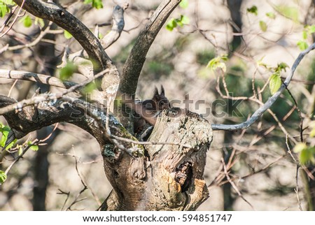 squirrel among the branches  family Sciuridae