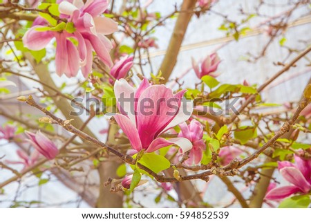 blossom pink magnolia flowers outdoors in spring time,green leaves background,shallow focus