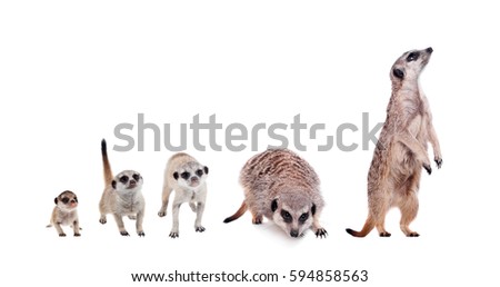 The meerkats on white