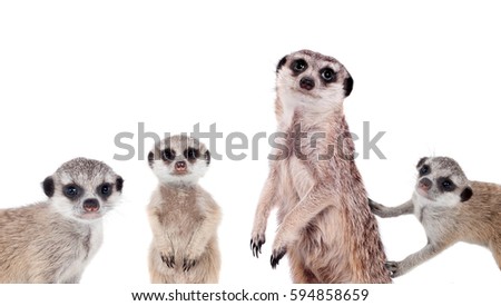 The meerkats on white