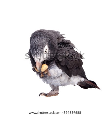 African Grey Parrot isolated on white