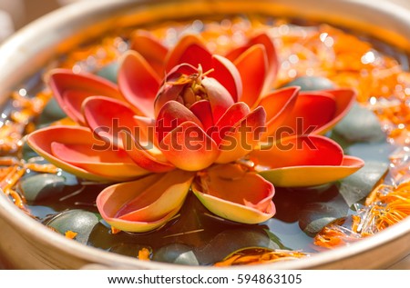 Nelumbo flower known as Lotus. Sacred plant in Hinduism and Buddhism