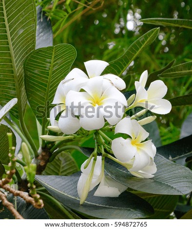 White and yellow Plumeria Frangipani flowers with leaves on the tree.