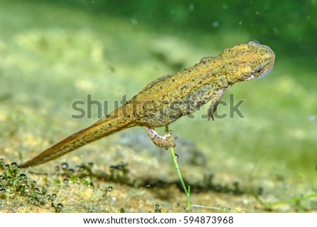 triturus salamander in the water pond
