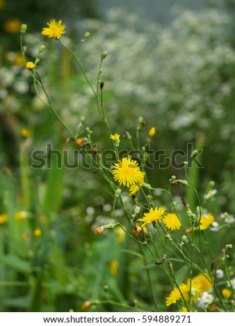 Yellow flower, the diagonal composition of the picture. Green grass.