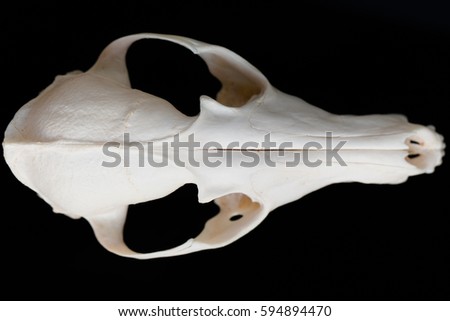 Fox skull without the lower jaw on a black background, contrast and minimalistic.