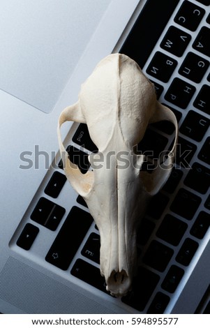 Fox skull without the lower jaw on the laptop keyboard. Concept of the dangers of IT Tehology and Artificial Intelligence. Top view.