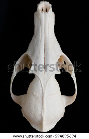 Fox skull without the lower jaw on a black background, contrast and minimalistic.
