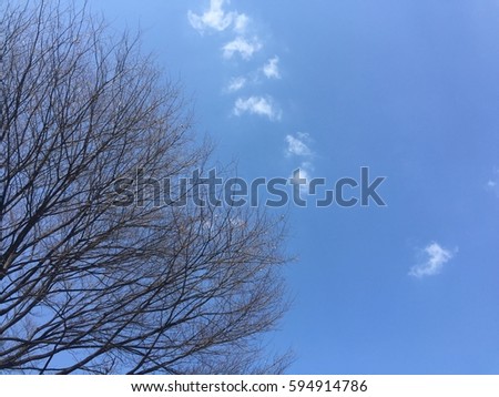 Soft focus tree branches against cloudy blue sky