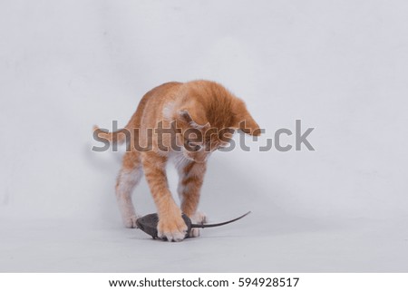 Cute orange kitten playing with a toy on a white background.