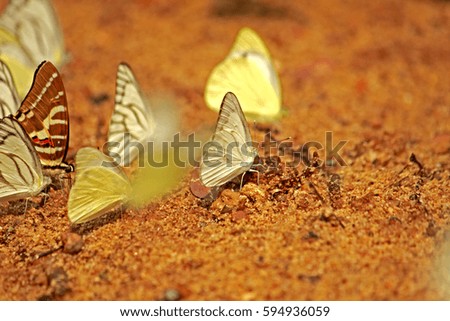 Butterfly on ground in nature, Thailand