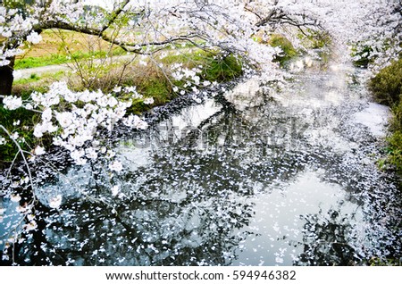 Imai-no-Sakura, Cherry Blossoms, in the Dusk, Shiroi City, Chiba, Japan
