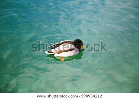 Duck on lake - Plitvice lakes national park in Croatia