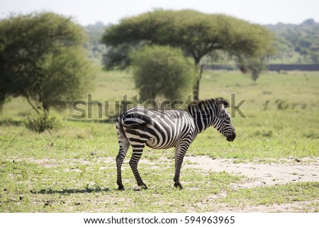 horizontal zebra in Manyara natural park in Tanzania
