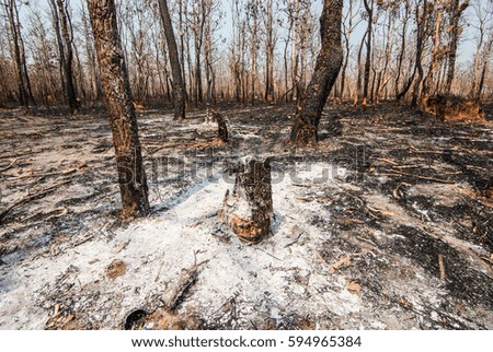 Forest condition in monsoon zone After the wildfire Severe burn Fire destroyed everything Left only scorched trees and ashes.

