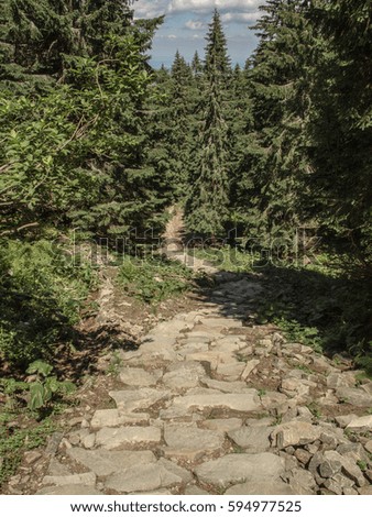 Footpath in forest in mountain 