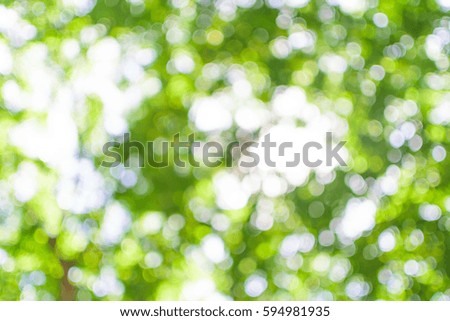 Blurred background : Green leaves with sunshine