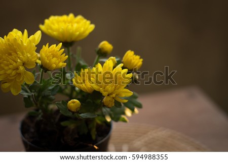 Mini Chrysanthemum zawadskii yellow flower