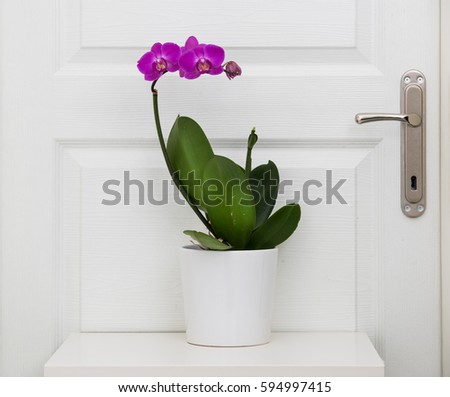 Pink orchid in front of white door
