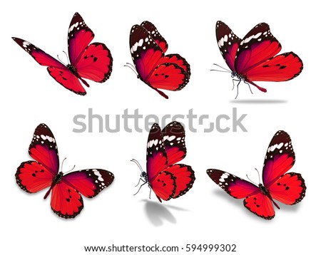 Beautiful six monarch butterfly, isolated on white background Royalty-Free Stock Photo #594999302