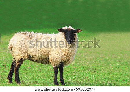Black face sheep overlooking camera in the British countryside, England UK.