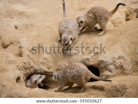 Group Meerkats