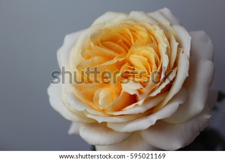 Close up beautiful white rose 