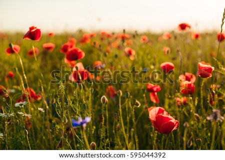 Beautiful poppy flowers on the green field.