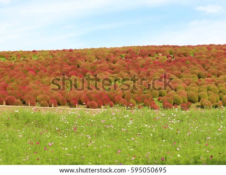 Lovely red and green kochia grasses with beautiful and colorful cosmos foreground against blue and white sky, Soft Focus