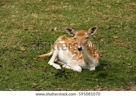 One doe-eyed fawn, young deer resting in the green grass