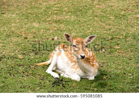 One doe-eyed fawn, young deer resting in the green grass