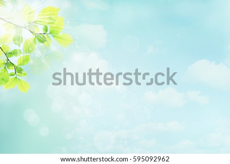 Fresh green leaves of tree on blue sky background. 