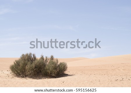 Desert bush Royalty-Free Stock Photo #595156625