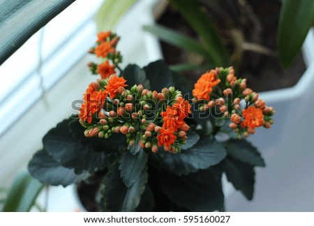 Orange Kalanchoe on windowsill, blooming flower