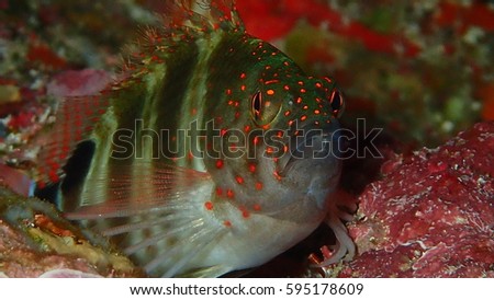 reef fish on coral
