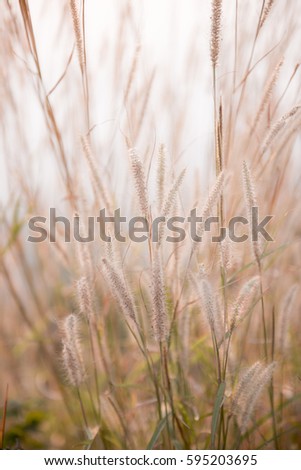 Grass flower 