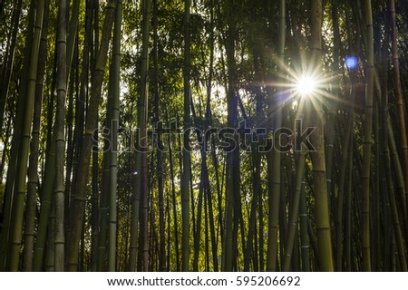 bamboo forest panoramic with sun through the stalks