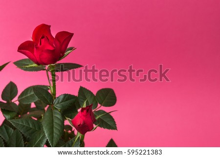 Close-up of red roses on a pink background. Space for text.
