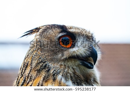 Close up photo of a Horned Owl or Eagle owl (Buto buto) (bubo)