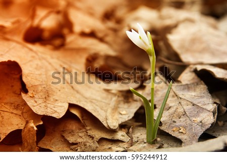 Snowdrop spring flowers. Flowers in the forest, close up macro. Fresh green well complementing the white blossoms.