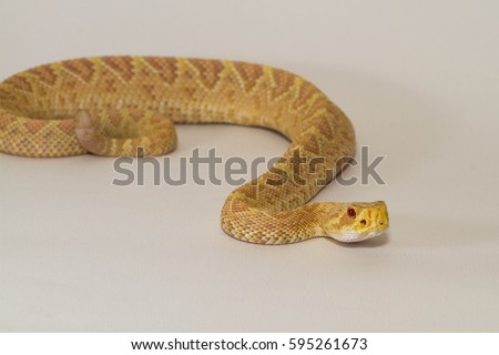 Rattlesnake Crotalus adamanteus albino on white background Royalty-Free Stock Photo #595261673