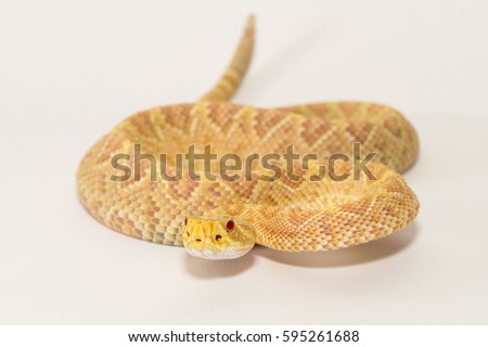 Rattlesnake Crotalus adamanteus albino on white background Royalty-Free Stock Photo #595261688