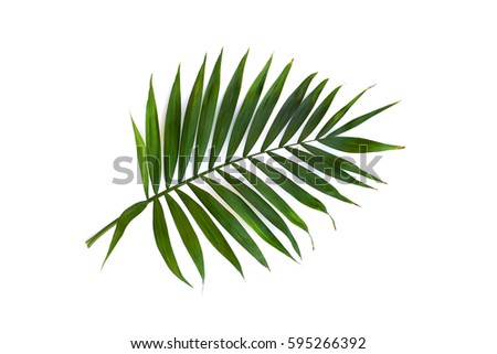 Tropical leaf palm tree on a white background. Top view, flat lay. Royalty-Free Stock Photo #595266392