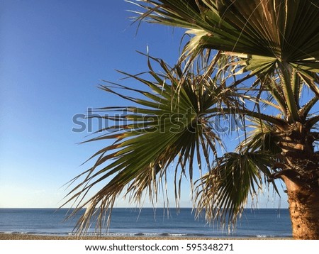 Palm tree leaves on a clear blue sky outdoors background
