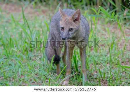 Hoary Fox
