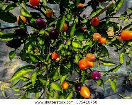 Photo picture of a Multicolored chili pepper plant